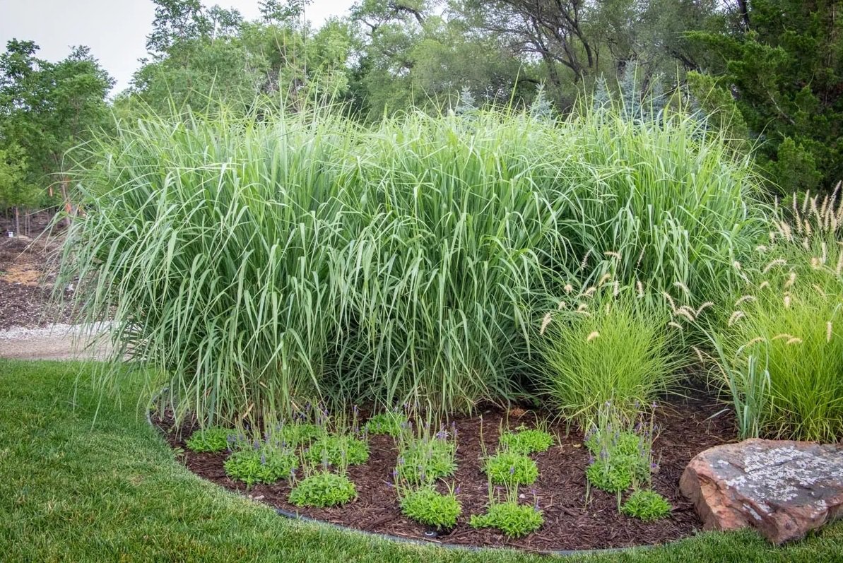 Proso rózgowate NORTHWIND - 2