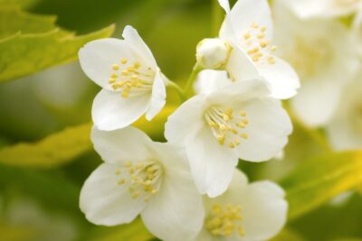 Jaśminowiec wonny AUREUS