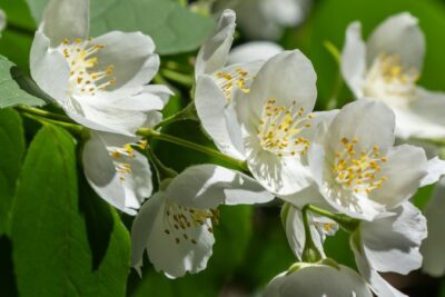 Jaśminowiec wonny ROSEUM