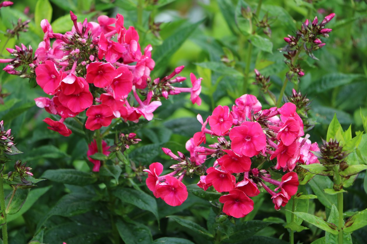 Floks wiechowaty FLAME RED - 2