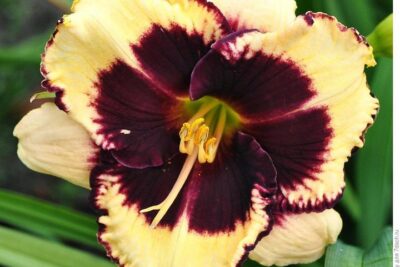 Liliowiec ogrodowy TIGER BLOOD