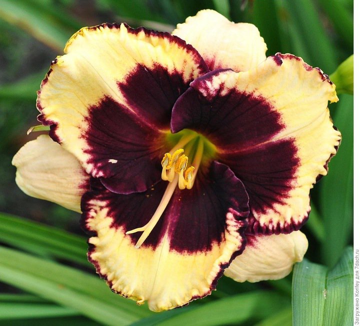 Liliowiec ogrodowy TIGER BLOOD