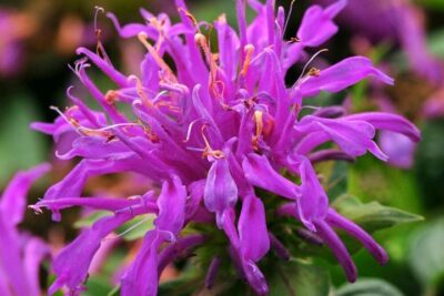 Pysznogłówka BALMY LILAC