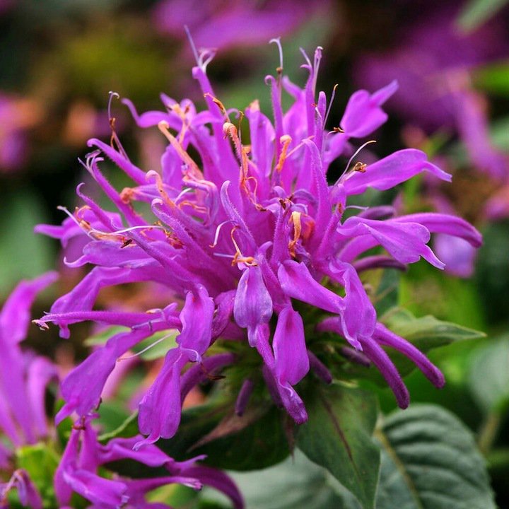 Pysznogłówka BALMY LILAC