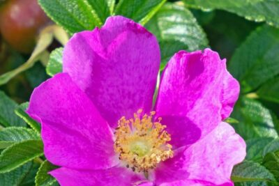 Rosa Rugosa ROSEA