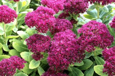 Rozchodnik wielki SURRENDER RED