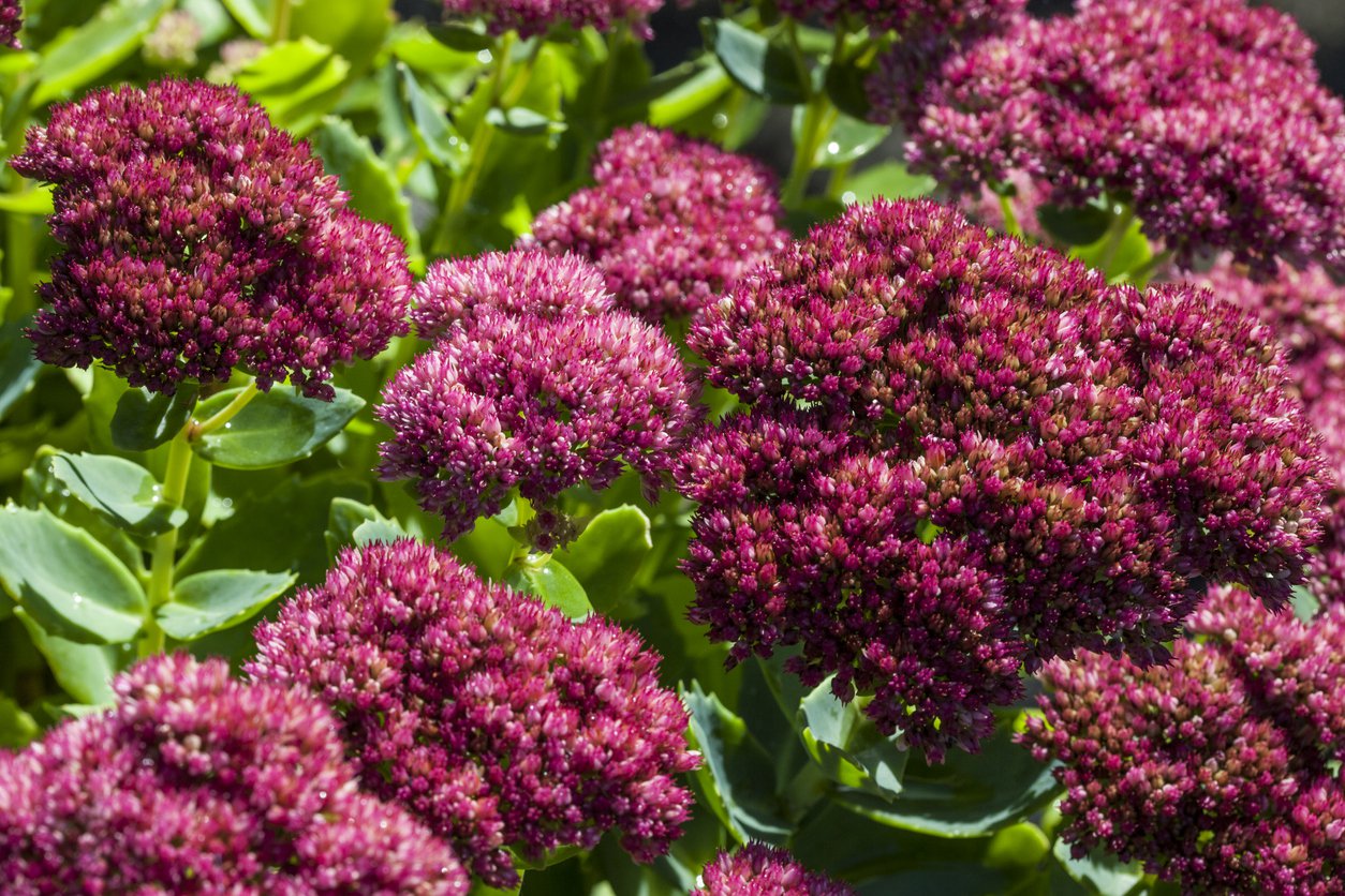 Rozchodnik wielki SURRENDER RED - 3