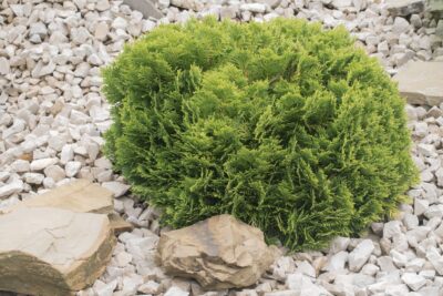 Tuja thuja LITTLE GEM