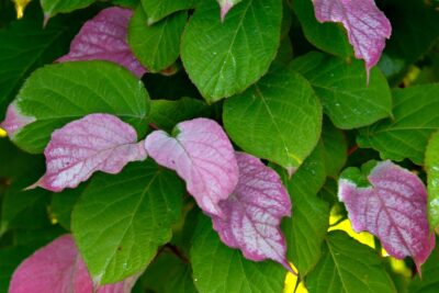 NI KIWI aktinida pstrolistna ADAM odmiana MĘSKA