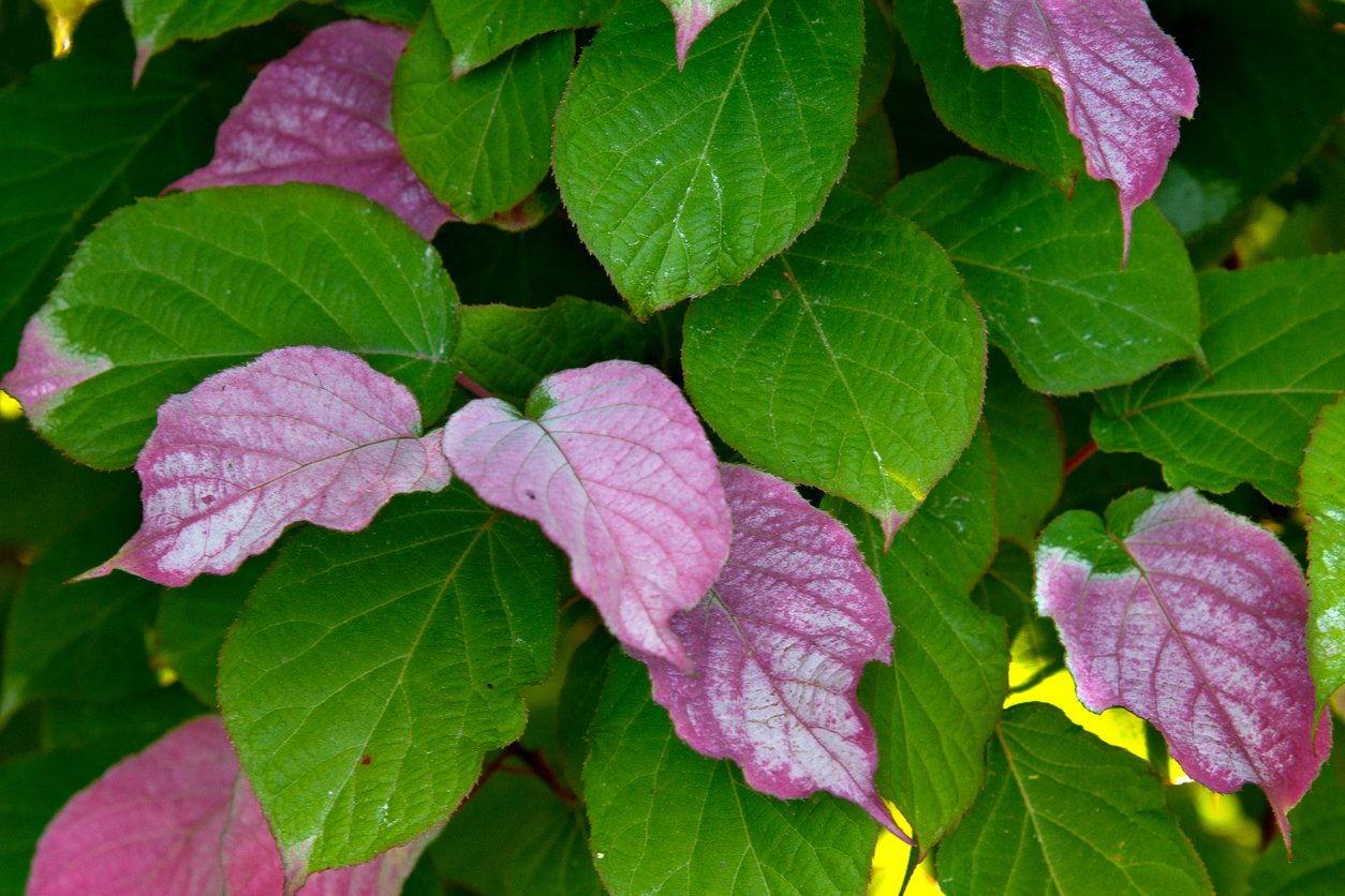 NI KIWI aktinida pstrolistna ADAM odmiana MĘSKA