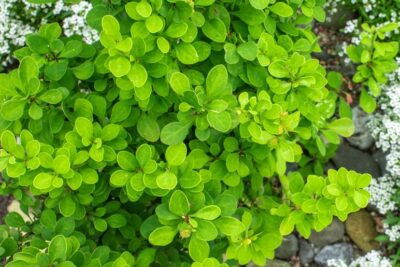 Berberys thunberga LENA