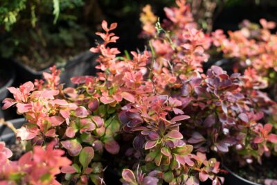 Berberys thunberga ORANGE CARPET