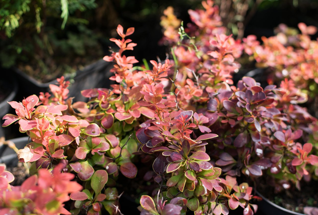 Berberys thunberga ORANGE CARPET