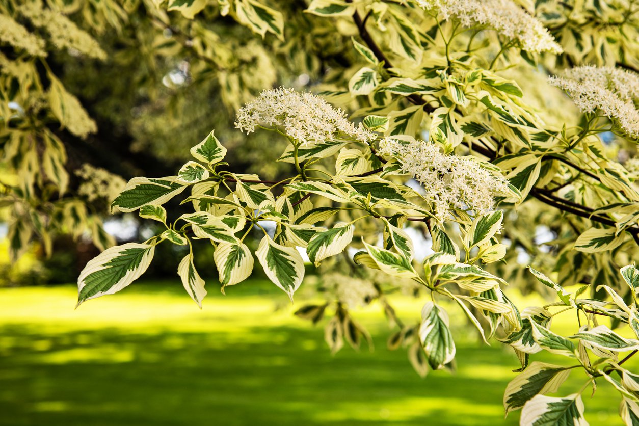 Dereń pagodowy VARIEGATA - 5