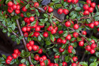 Irga wierzbolistna PARKTEPPICH