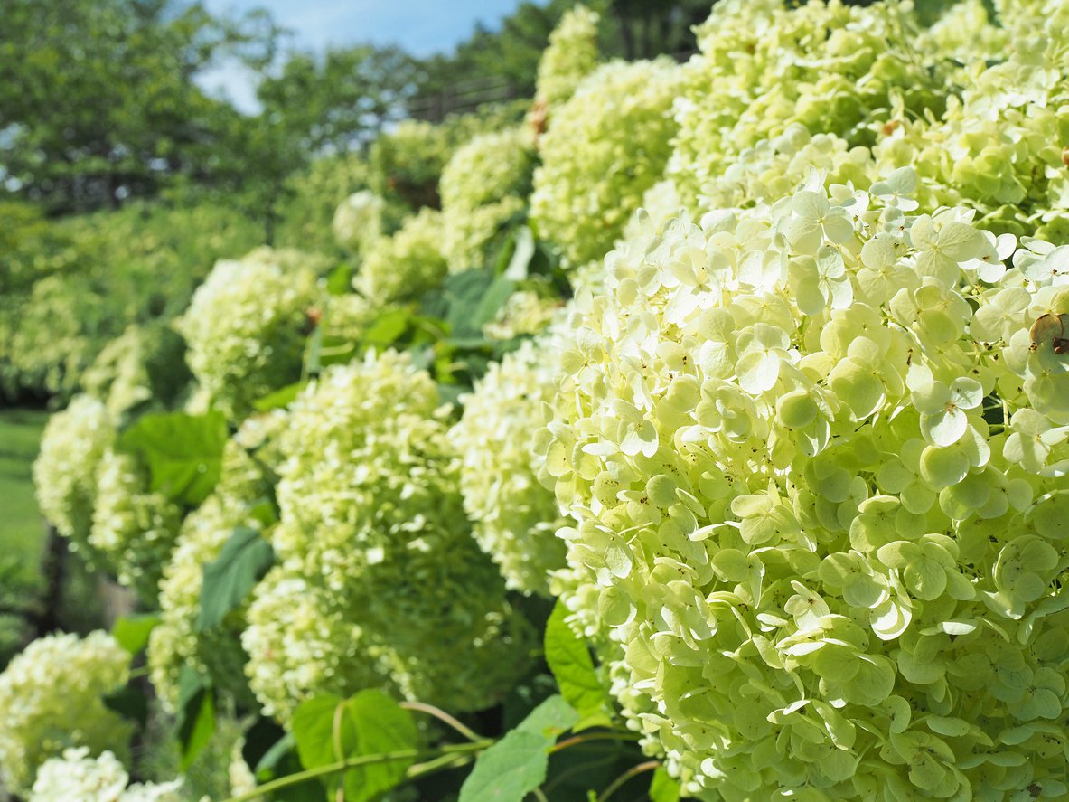 Hortensja bukietowa LIMELIGHT - 4