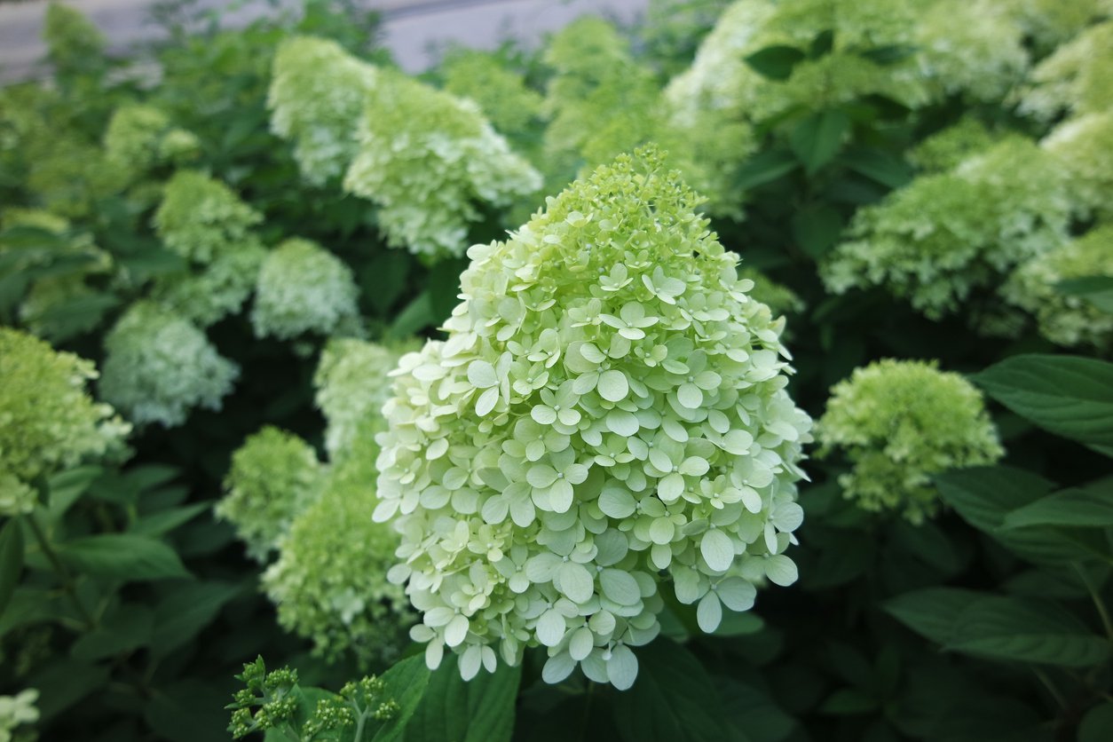 Hortensja bukietowa LIMELIGHT - 5