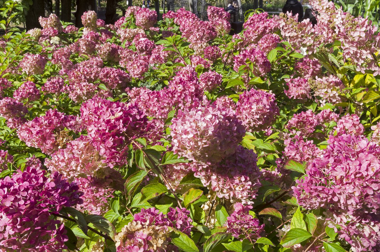 Hortensja bukietowa PETITE CHERRY - 3