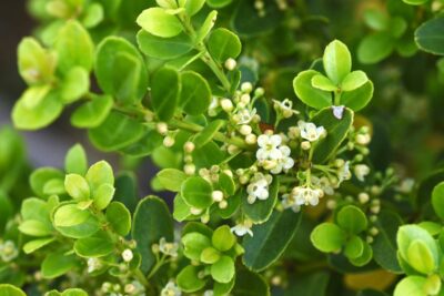 Ostrokrzew karbowanolistny GLORY GEM