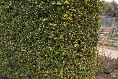 Ostrokrzew BLUE PRINCESS