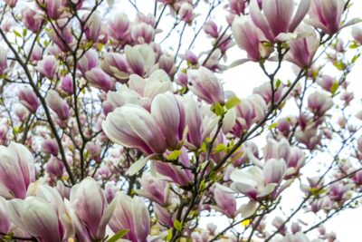 Magnolia ROUGED ALABASTER