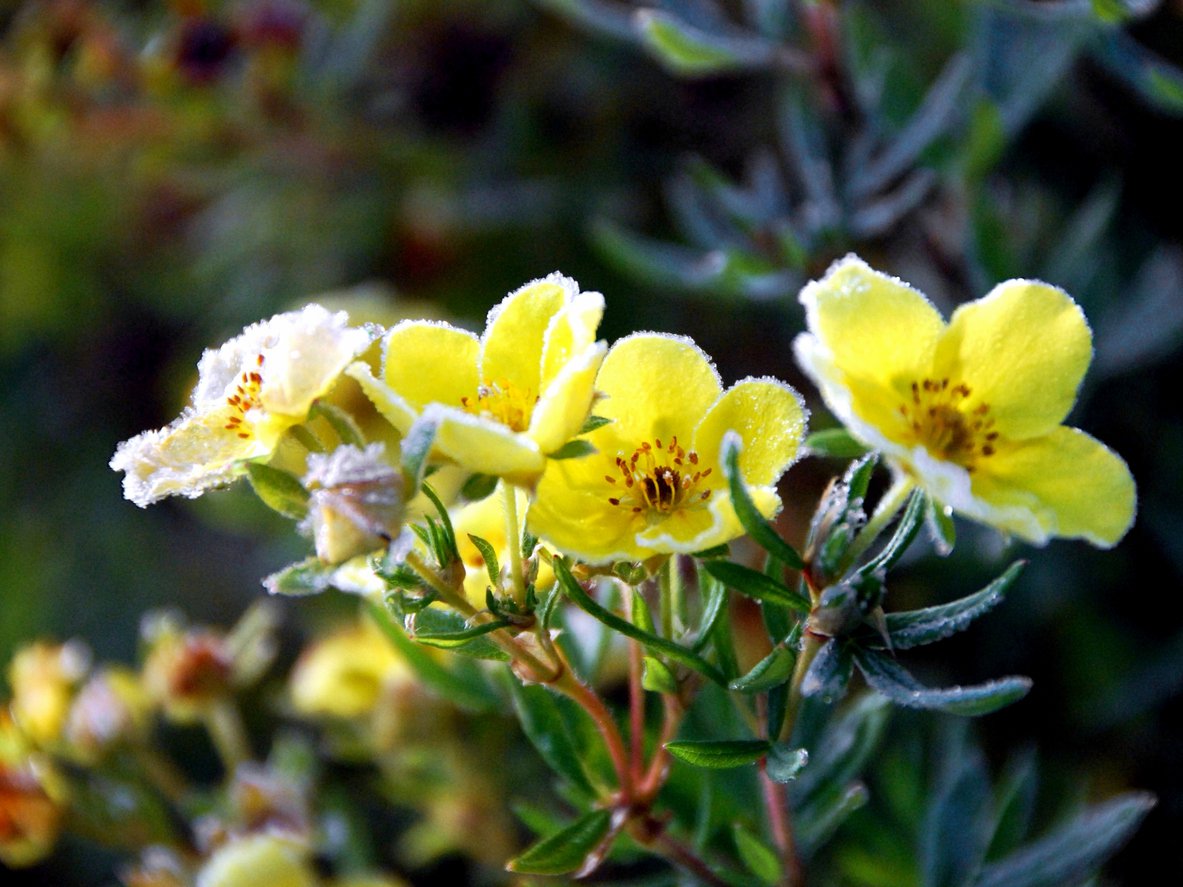 Pięciornik krzewiasty KOBOLD - 4