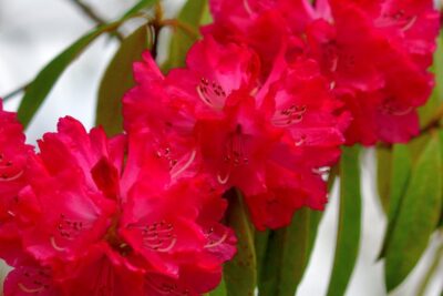 Azalia wielkokwiatowa DOLOROSO