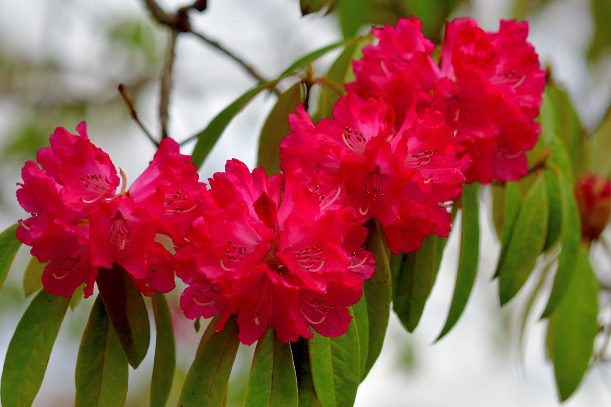 Azalia wielkokwiatowa DOLOROSO - 4