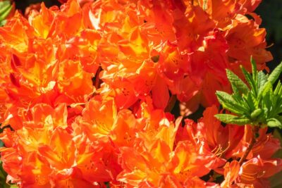 Azalia wielkokwiatowa GIBRALTAR