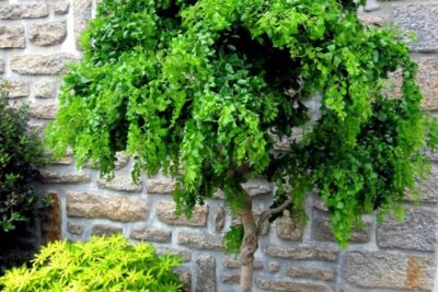 Robinia akacjowa TORTUOSA na pniu