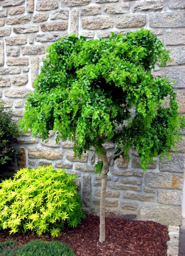 Robinia akacjowa TORTUOSA na pniu