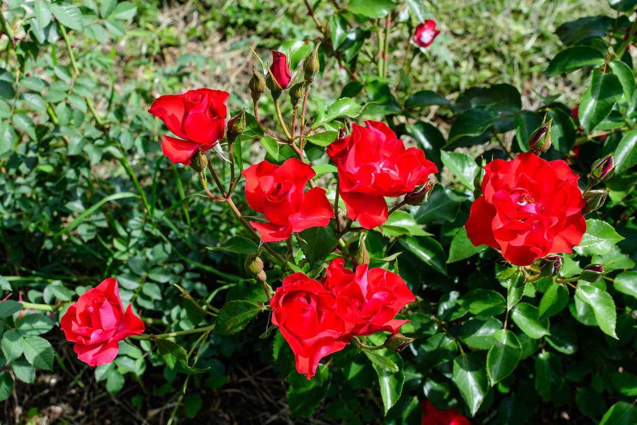 Róża rabatowa CANZONETTA - 4