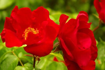 Róża okrywowa CHIMO