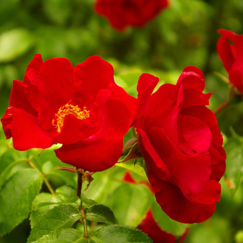 Róża okrywowa CHIMO - 1