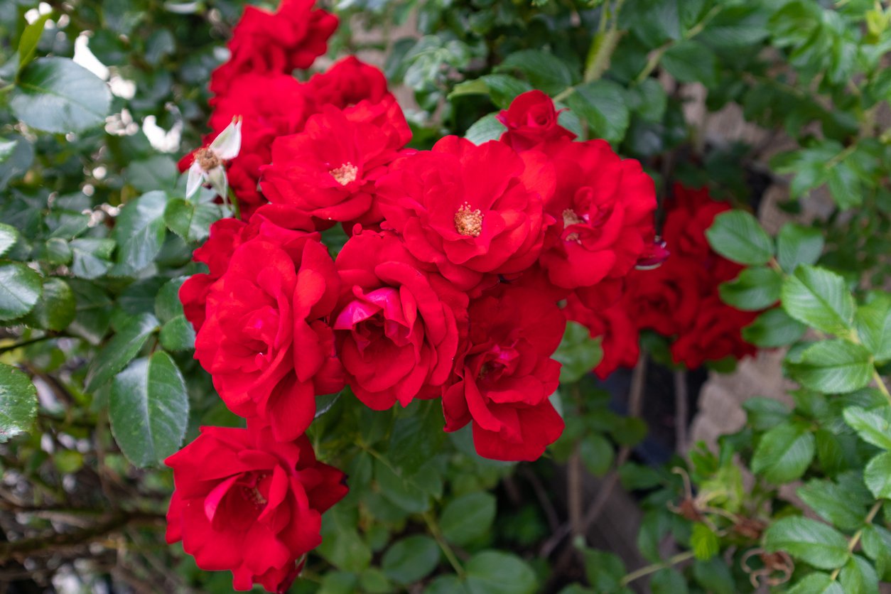 Róża okrywowa CHIMO - 5