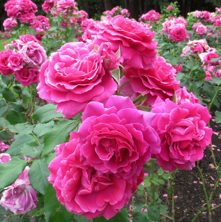 Róża okrywowa MERKURY 2000 - 1