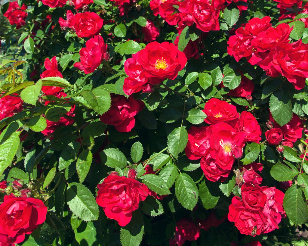 Róża okrywowa RED FAIRY - 2