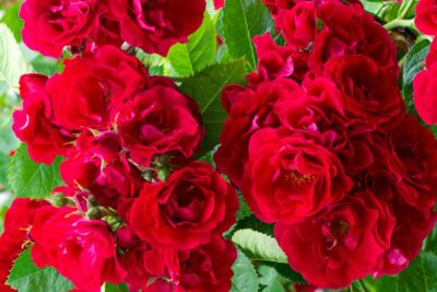 Róża okrywowa RED FAIRY