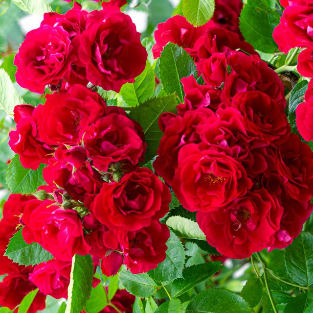 Róża okrywowa RED FAIRY - 1