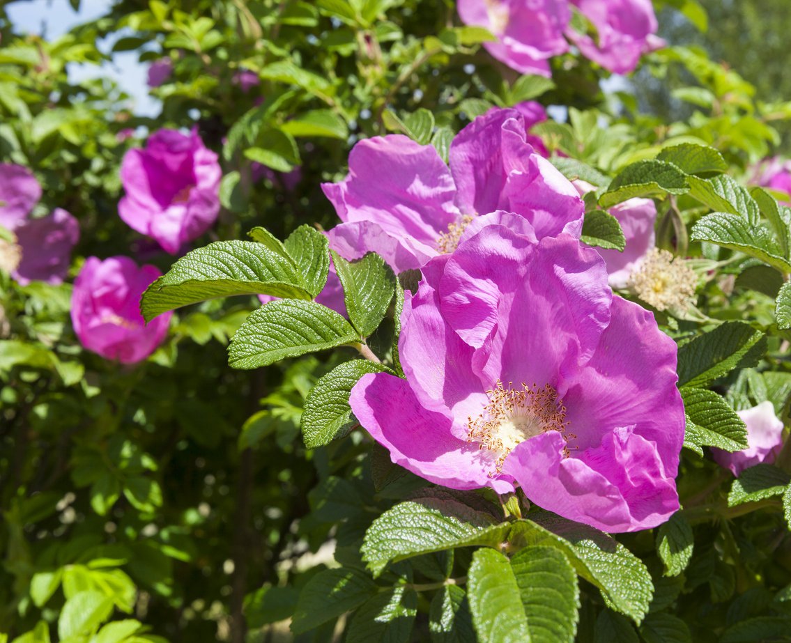 Róża okrywowa DART’S DEFENDER - 3