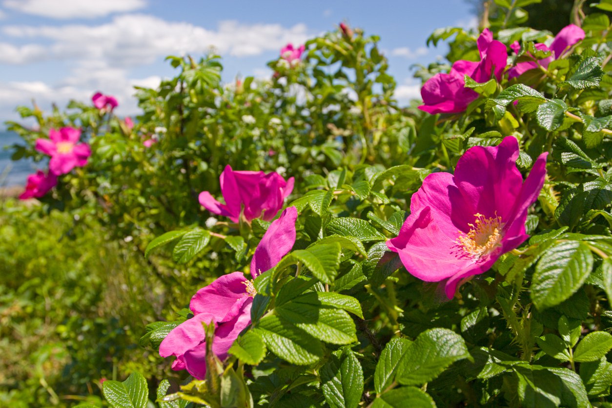 Róża okrywowa DART’S DEFENDER - 2