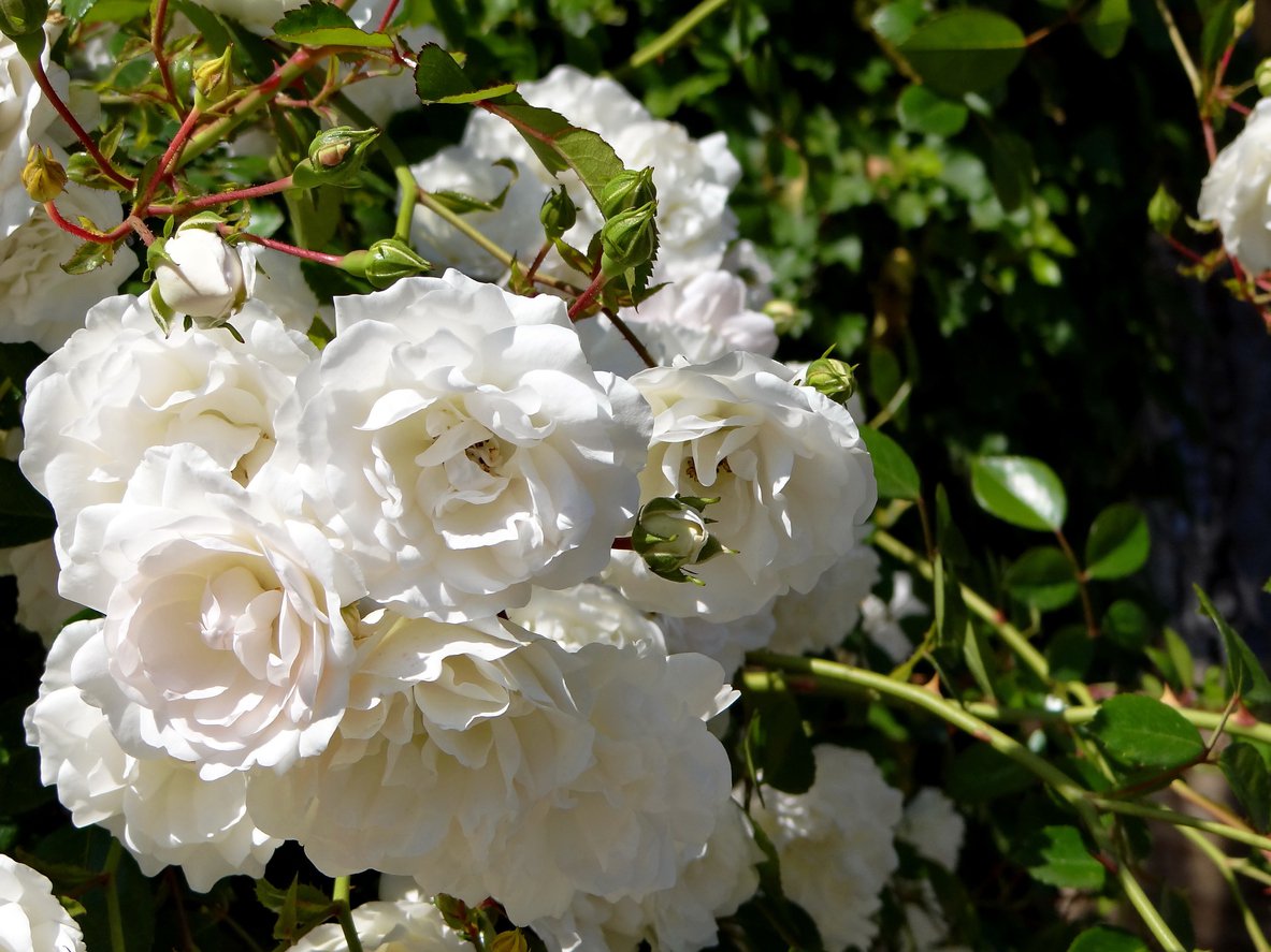 Róża okrywowa SEA FOAM - 3