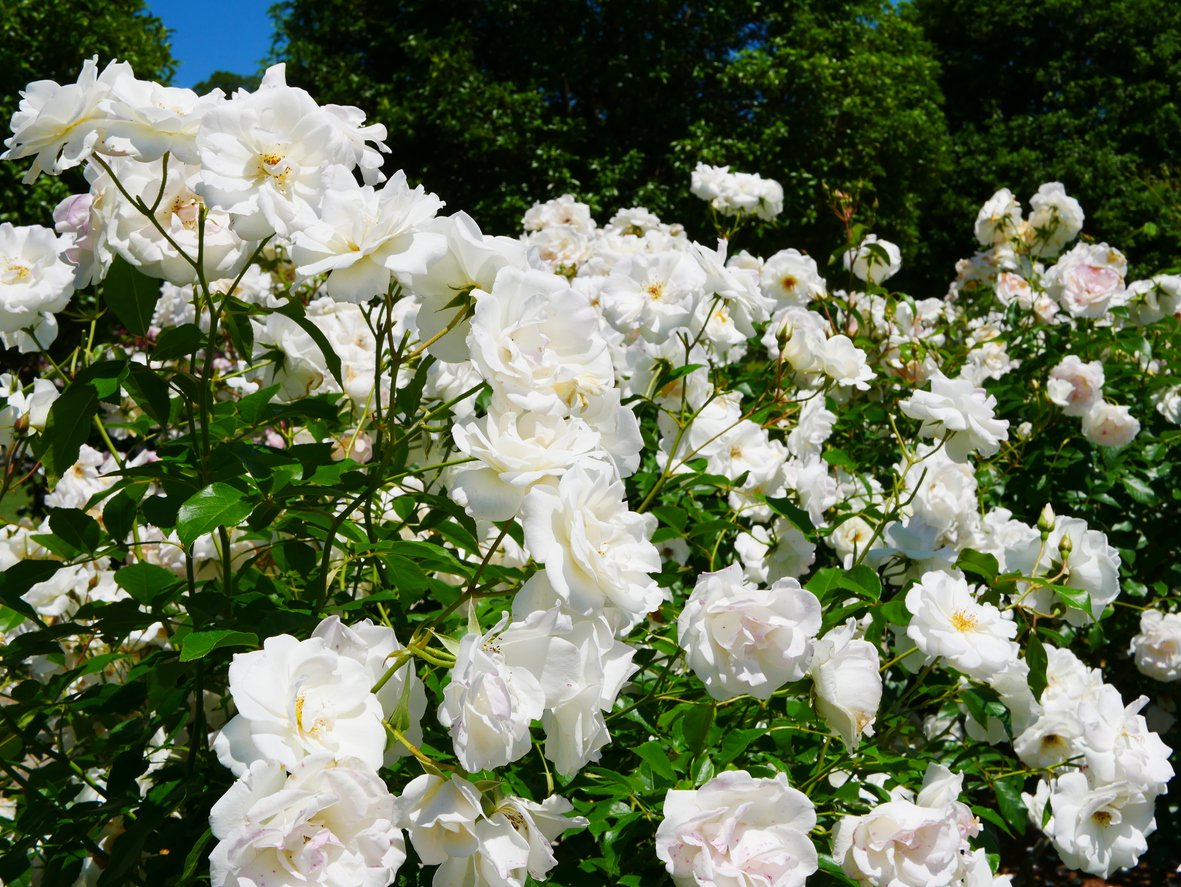 Róża okrywowa SEA FOAM - 4