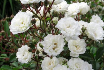 Róża okrywowa SEA FOAM