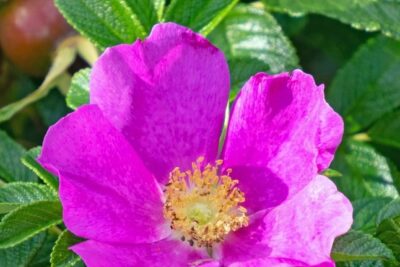 Rosa Rugosa ROSEA