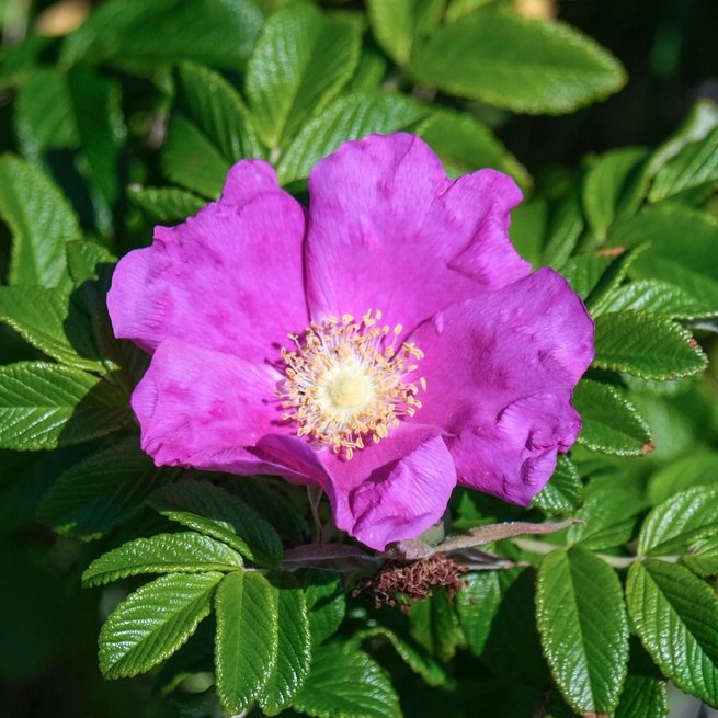 Rosa Rugosa ROSEA - 2