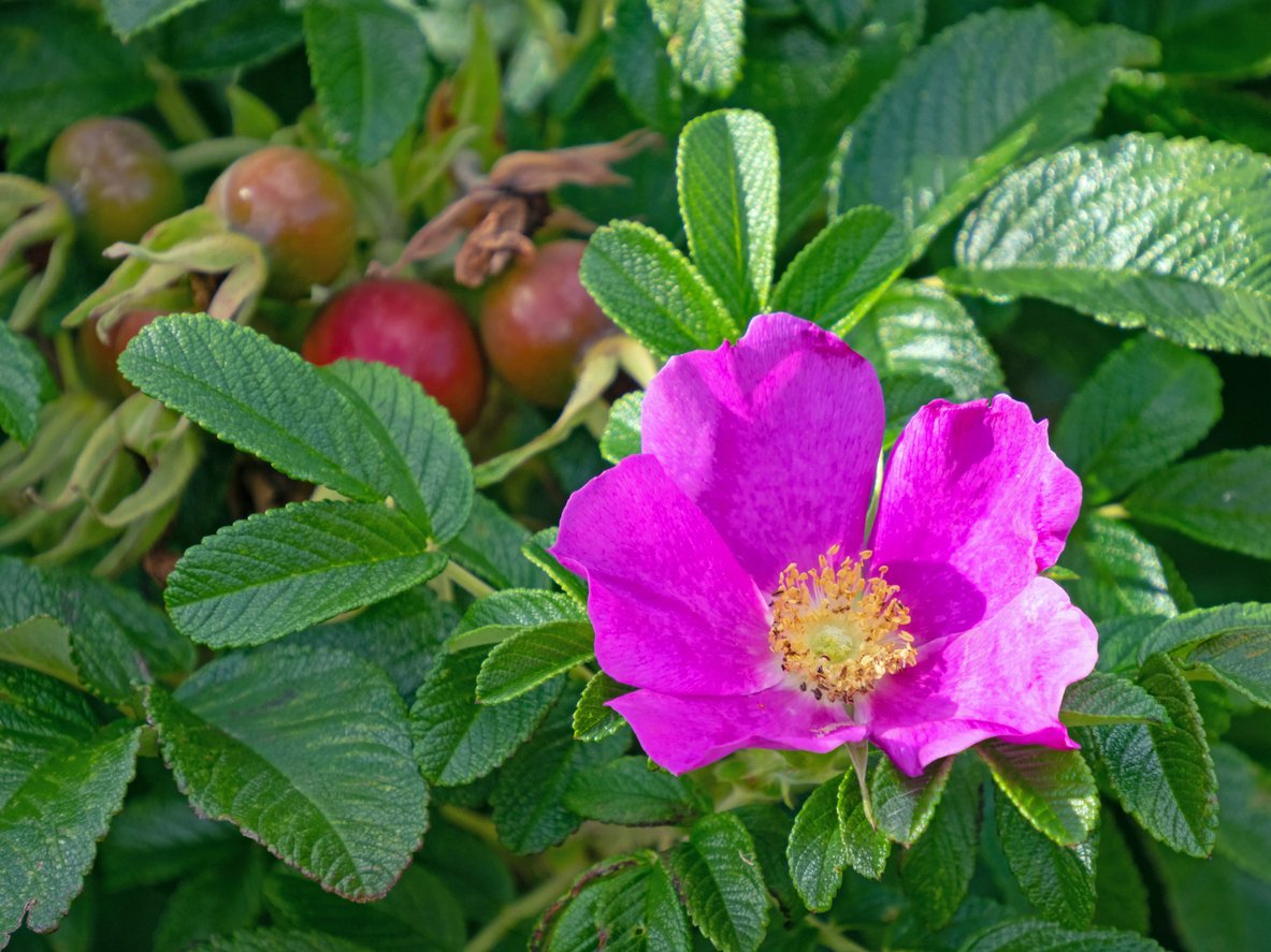 Rosa Rugosa ROSEA - 3