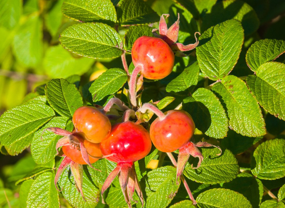 Rosa Rugosa ROSEA - 5