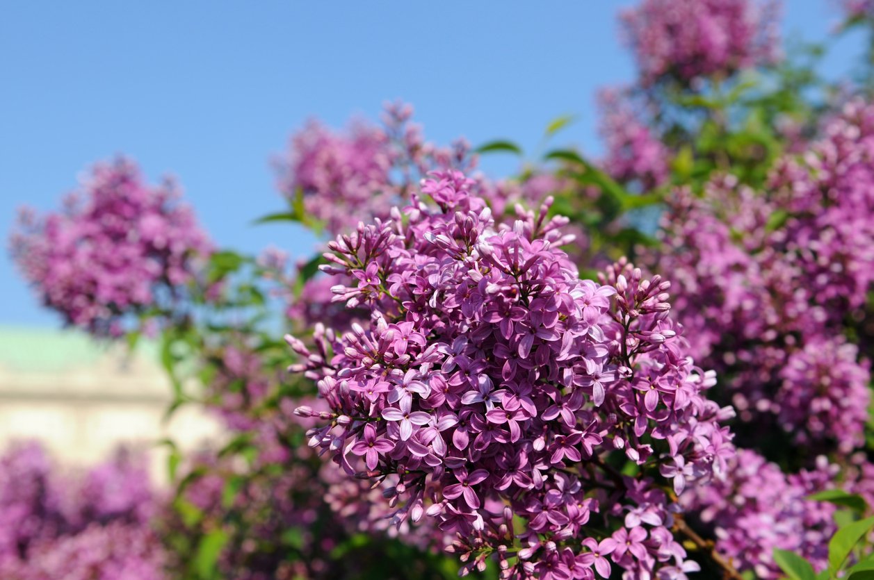 Lilak bez CHARLES JOLY szczepiony NA PNIU - 2