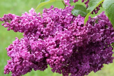 Lilak bez CHARLES JOLY szczepiony NA PNIU